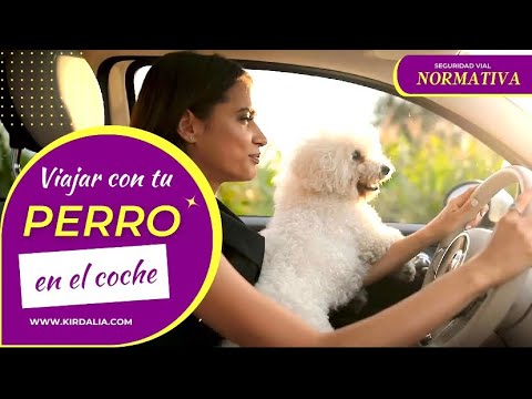 Normativa para llevar perros en el coche
